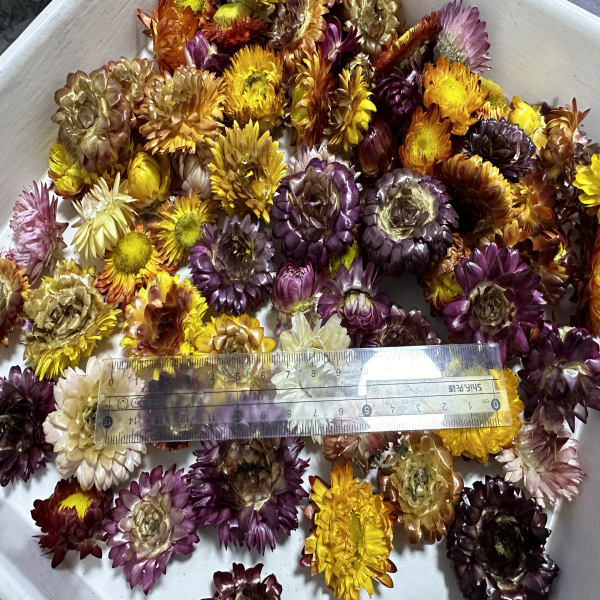 Chrisantemum colorful /Хризантема цветная